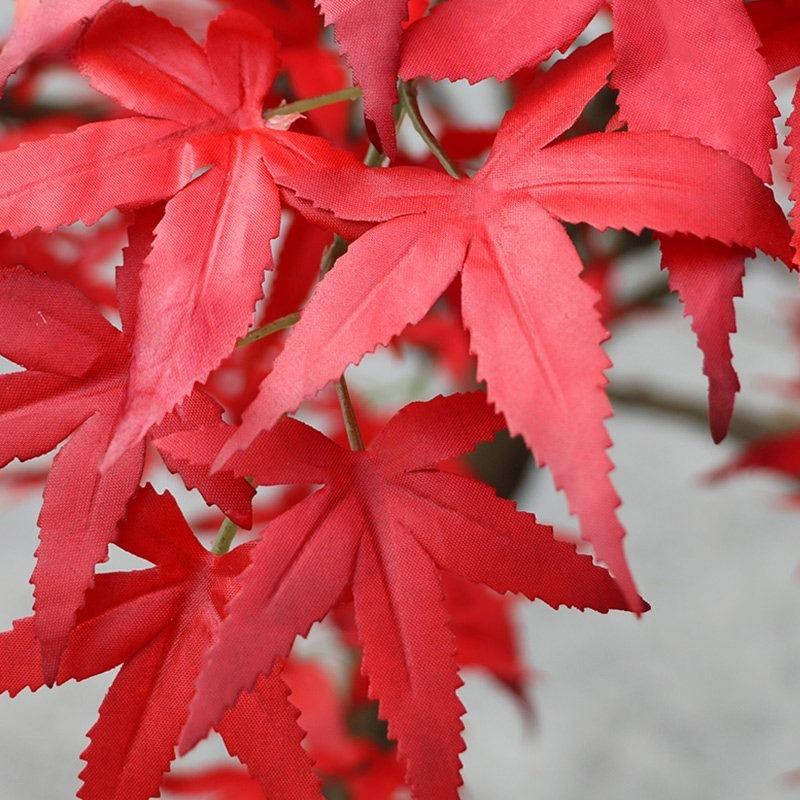 Red maple tree floor-to-ceilin - Gardening Hand Tools Japanese ulasan dan harga